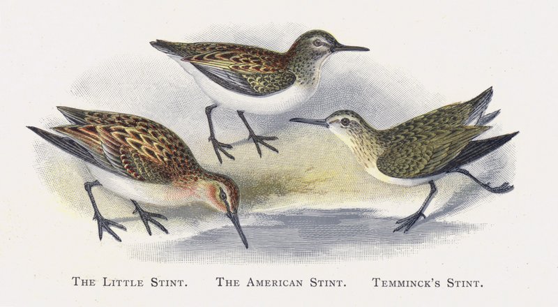 The Little Stint ، The American Stint ، Temmincks Stint بواسطة ألكسندر فرانسيس ليدون