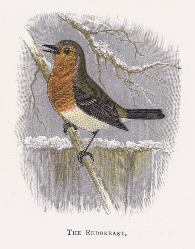 The Redbreast بواسطة ألكسندر فرانسيس ليدون