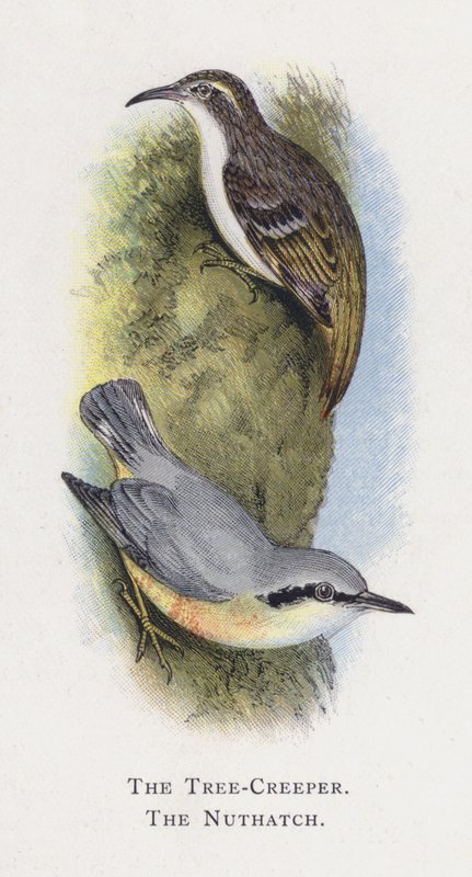The Tree-Creeper ، The Nuthatch بواسطة ألكسندر فرانسيس ليدون