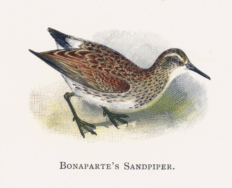 Bonapartes Sandpiper بواسطة ألكسندر فرانسيس ليدون