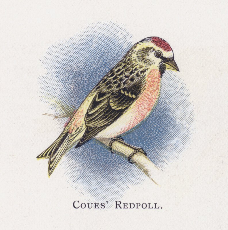 Couped Redpoll بواسطة ألكسندر فرانسيس ليدون