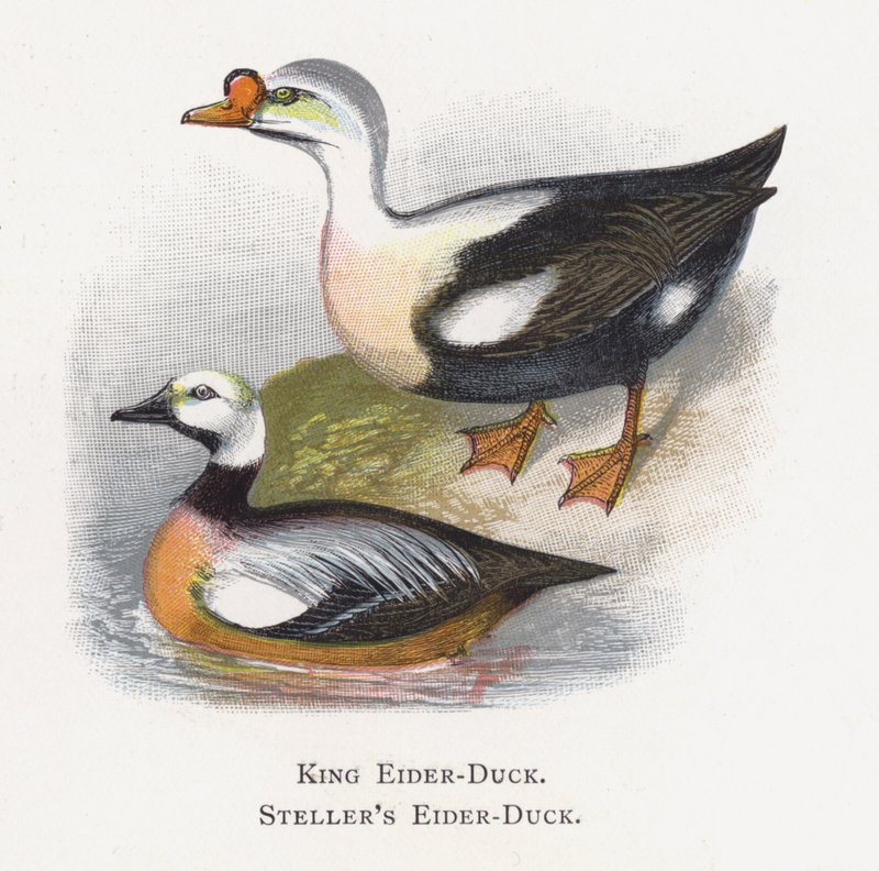 King Eider-Duck ، Steller&39;s Eider-Duck بواسطة ألكسندر فرانسيس ليدون