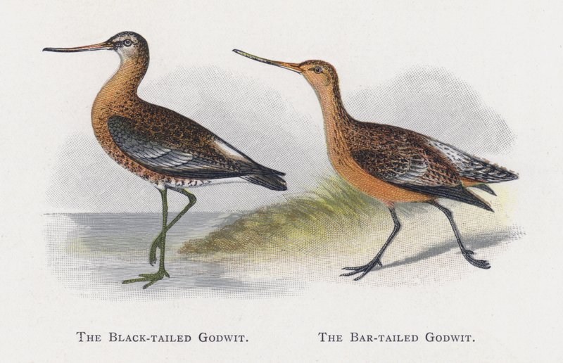 Godwit الأسود الذيل ، Godwit بار الذيل بواسطة ألكسندر فرانسيس ليدون