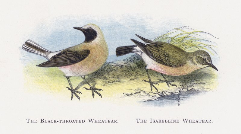 Wheatear الأسود الحنجرة ، Wheatear Isabelline بواسطة ألكسندر فرانسيس ليدون