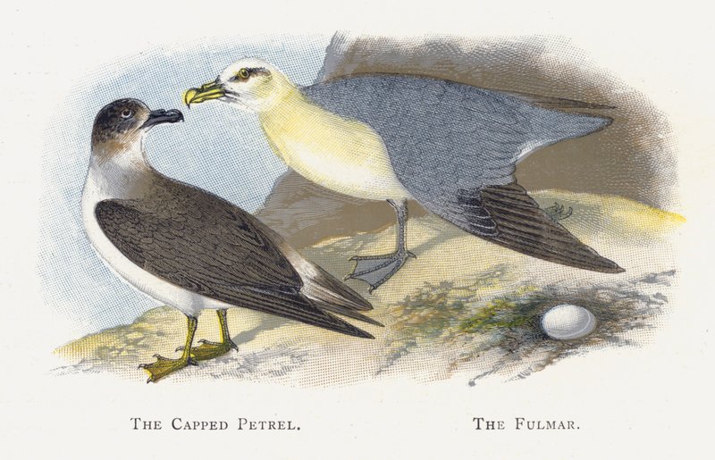 The Petrel المغطى ، Fulmar بواسطة ألكسندر فرانسيس ليدون