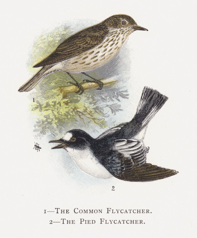 The Fly Flycatcher ، The Pied Flycatcher بواسطة ألكسندر فرانسيس ليدون