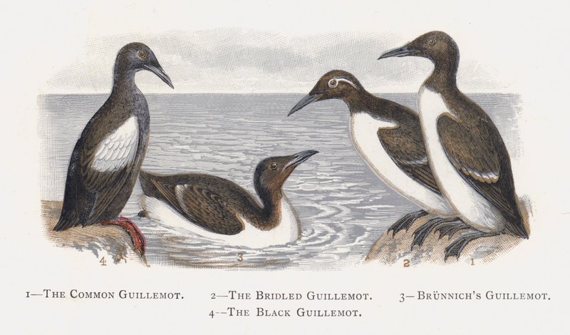 The Guillemot Common، The Bridled Guillemot، Brunnichs Guillemot، The Black Guillemot بواسطة ألكسندر فرانسيس ليدون