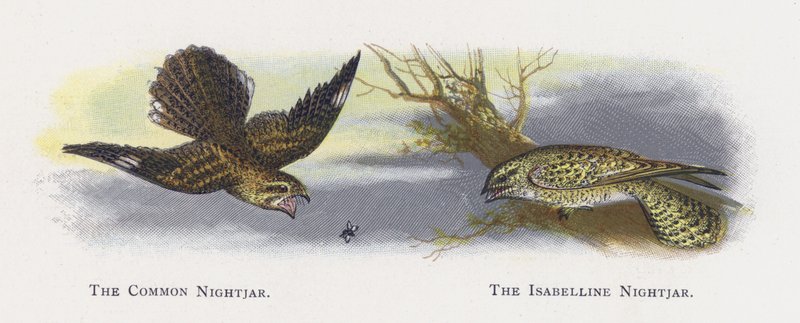 Nightjar المشترك ، The Isabelline Nightjar بواسطة ألكسندر فرانسيس ليدون