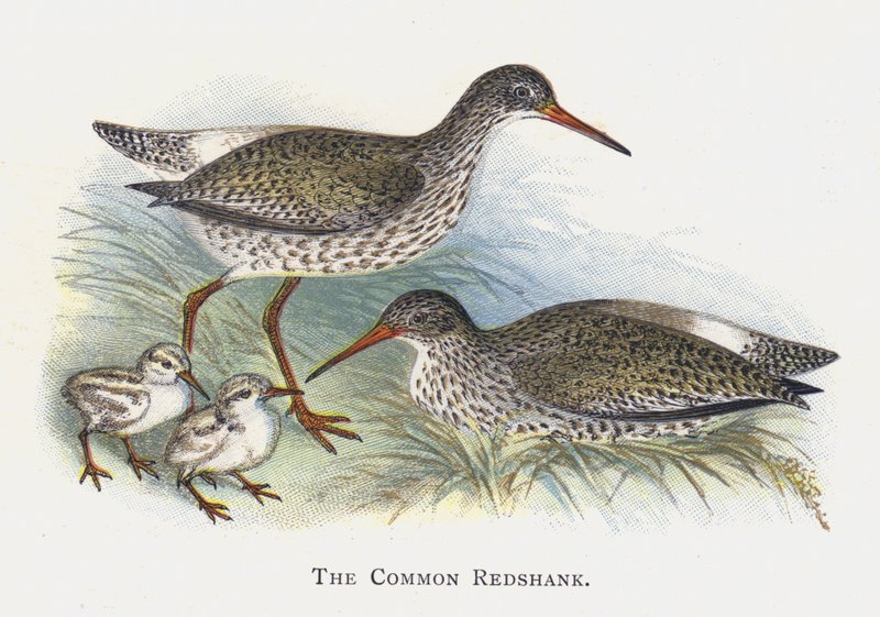 Redshank المشترك بواسطة ألكسندر فرانسيس ليدون