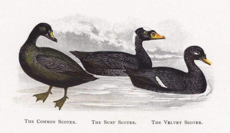 The Common Scoter ، The Surf Scoter ، The Velvet Scoter بواسطة ألكسندر فرانسيس ليدون