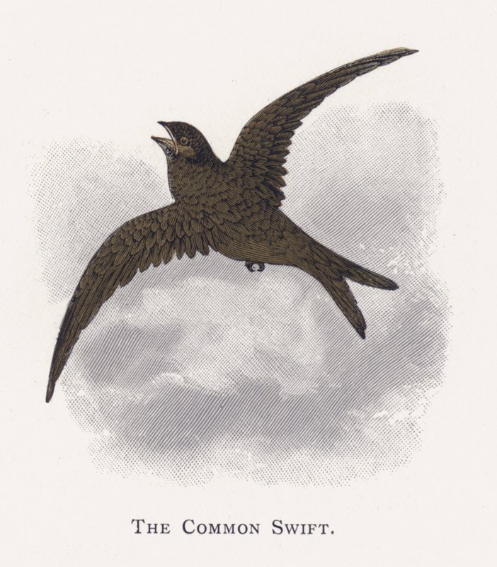 The Common Swift بواسطة ألكسندر فرانسيس ليدون
