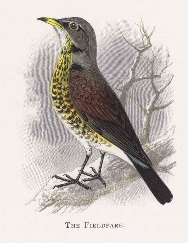 The Fieldfare بواسطة ألكسندر فرانسيس ليدون