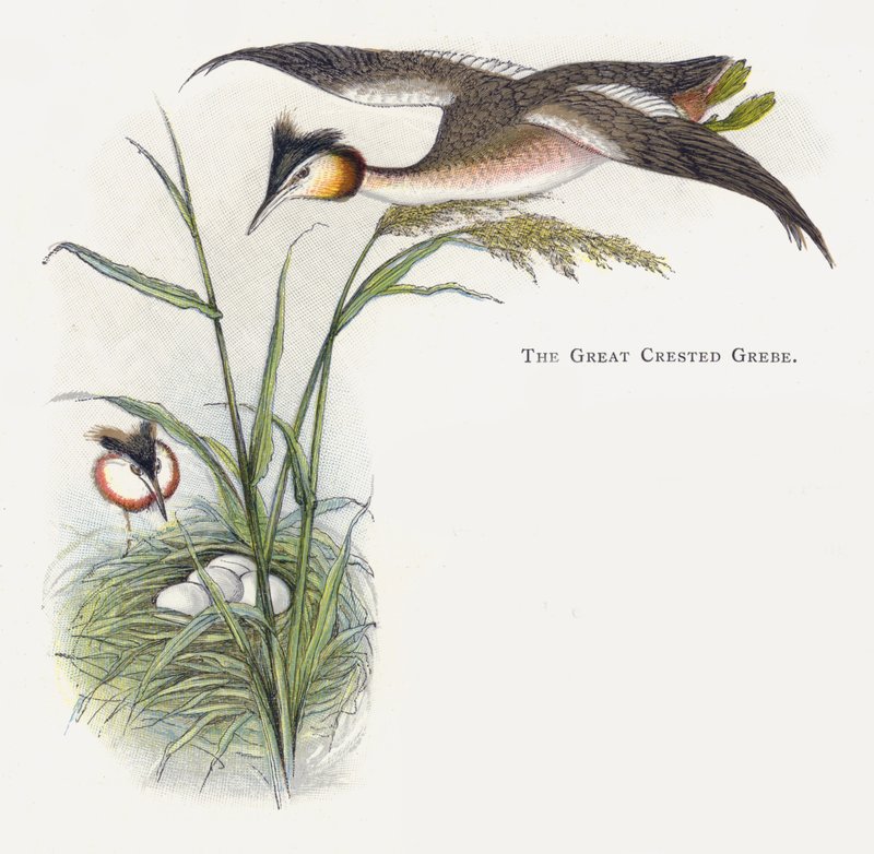 The Great Crested Grebe بواسطة ألكسندر فرانسيس ليدون