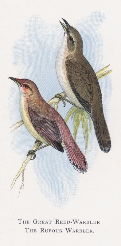The Great Reed-Warbler ، The Rufous Warbler بواسطة ألكسندر فرانسيس ليدون