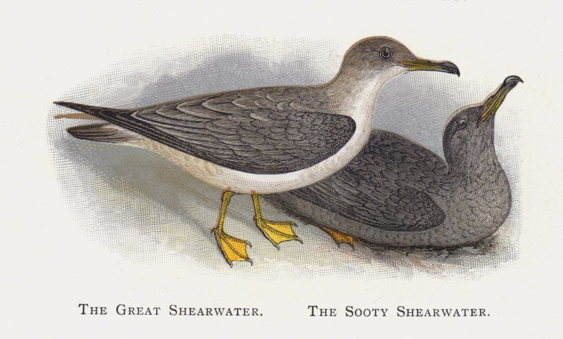 مياه Shearwater العظيمة ، مياه Shooty Shearwater بواسطة ألكسندر فرانسيس ليدون