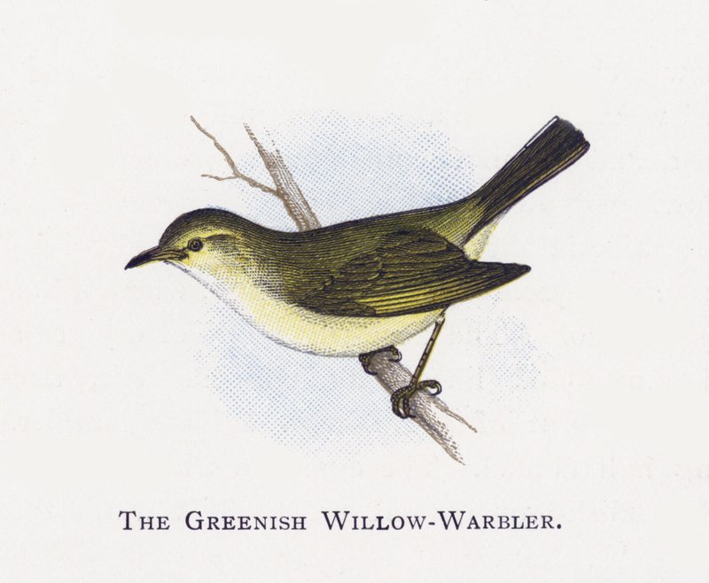 The Willish-Warbler بواسطة ألكسندر فرانسيس ليدون