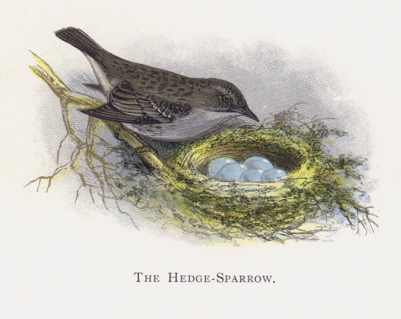 The Hedge-Sparrow بواسطة ألكسندر فرانسيس ليدون