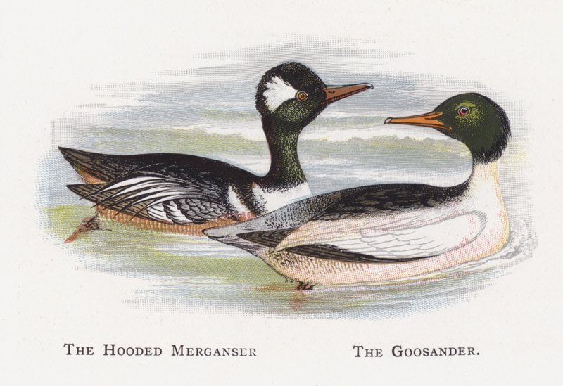 Merganser مقنع ، Goosander بواسطة ألكسندر فرانسيس ليدون