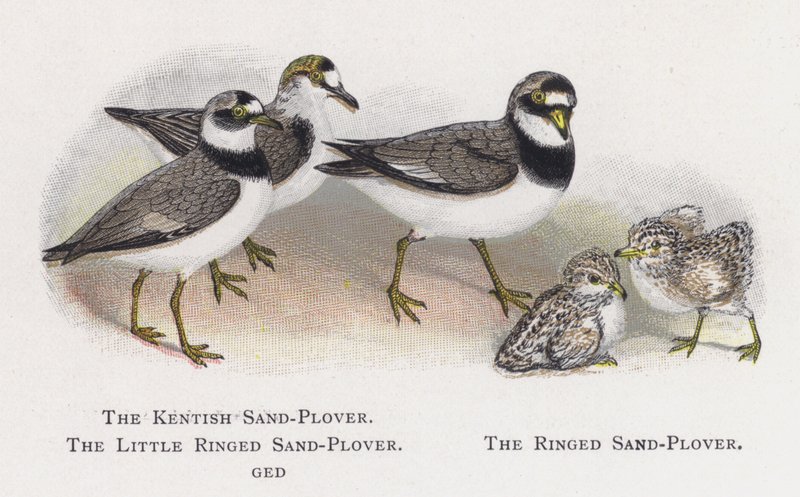 The Kentish Sand-Plover ، The Little Ringed Sand-Plover ، The Ringed Sand-Plover بواسطة ألكسندر فرانسيس ليدون