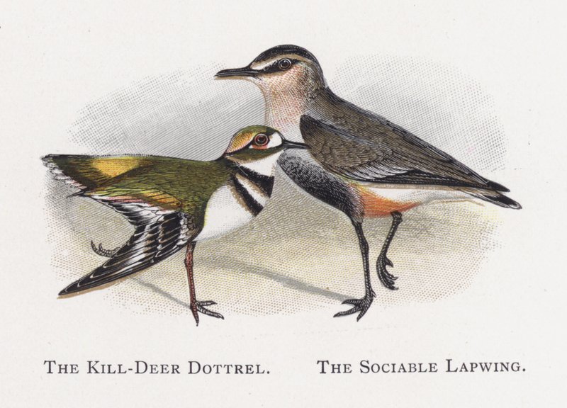 The Kill-Deer Dottrel ، لابوينج الاجتماعي بواسطة ألكسندر فرانسيس ليدون