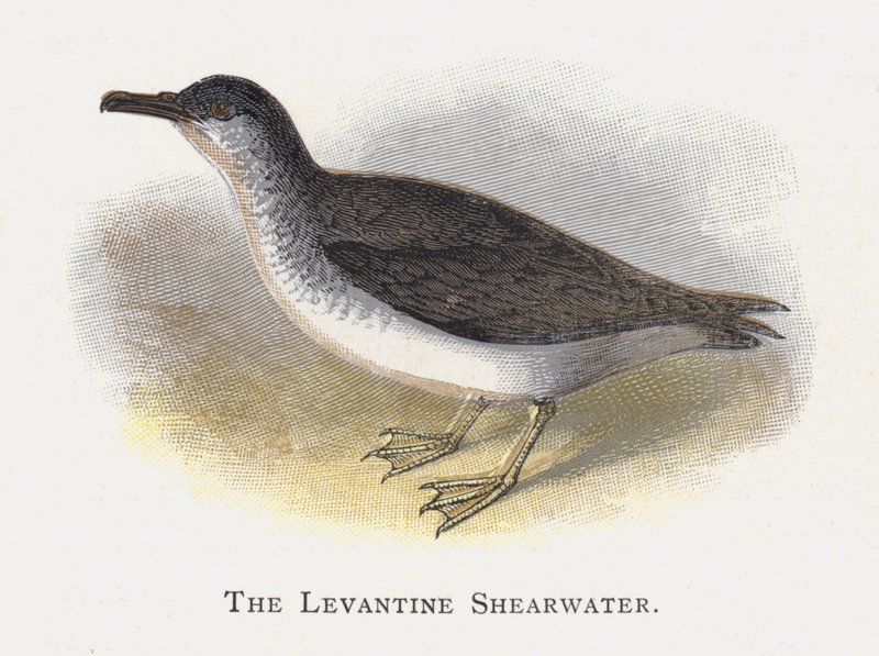 The Shevantwater Shearwater بواسطة ألكسندر فرانسيس ليدون