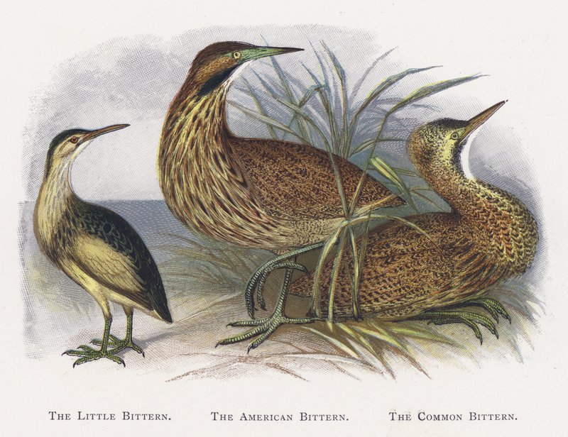 The Little Bittern ، The American Bittern ، The Common Bittern بواسطة ألكسندر فرانسيس ليدون