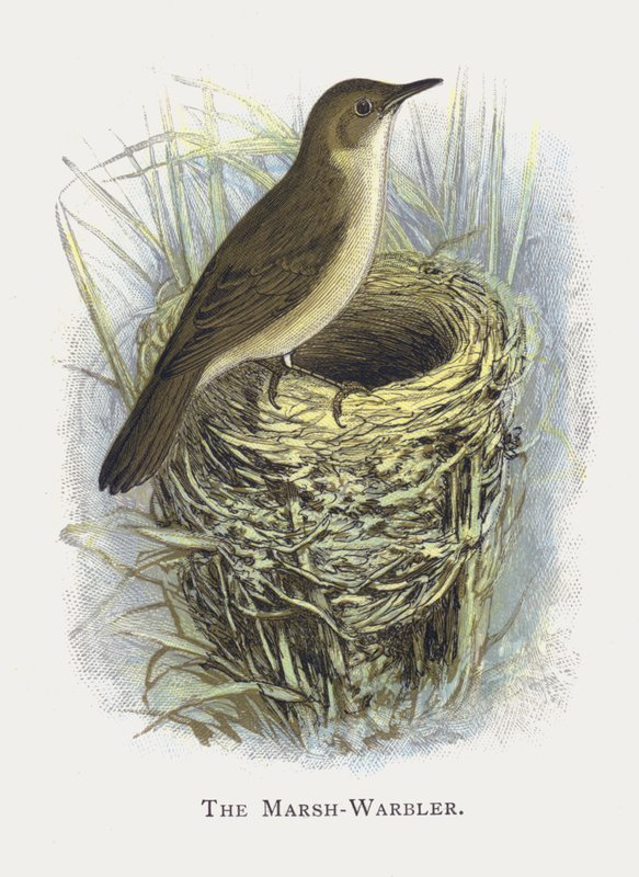 The Marsh-Warbler بواسطة ألكسندر فرانسيس ليدون