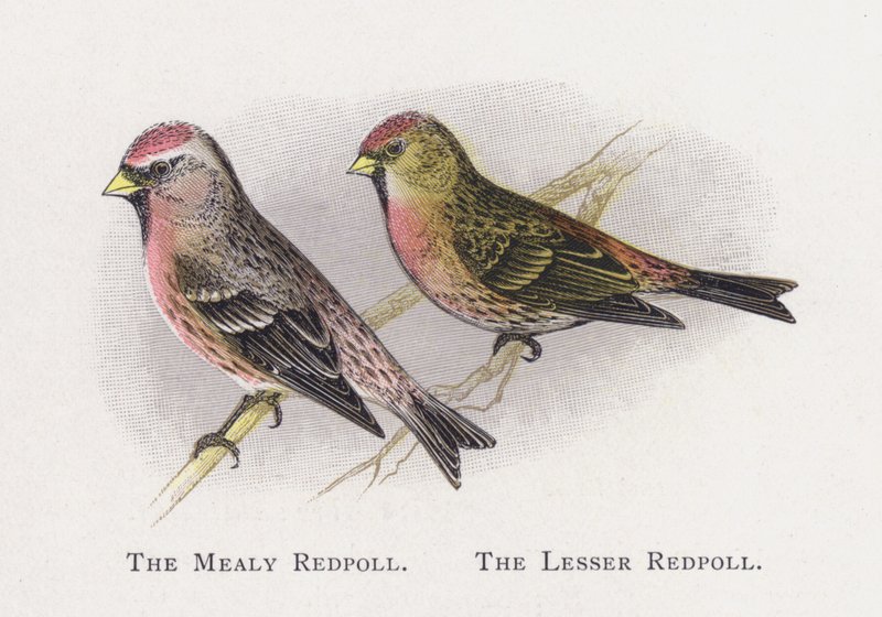 The Mealy Redpoll ، The Red Lessoll بواسطة ألكسندر فرانسيس ليدون