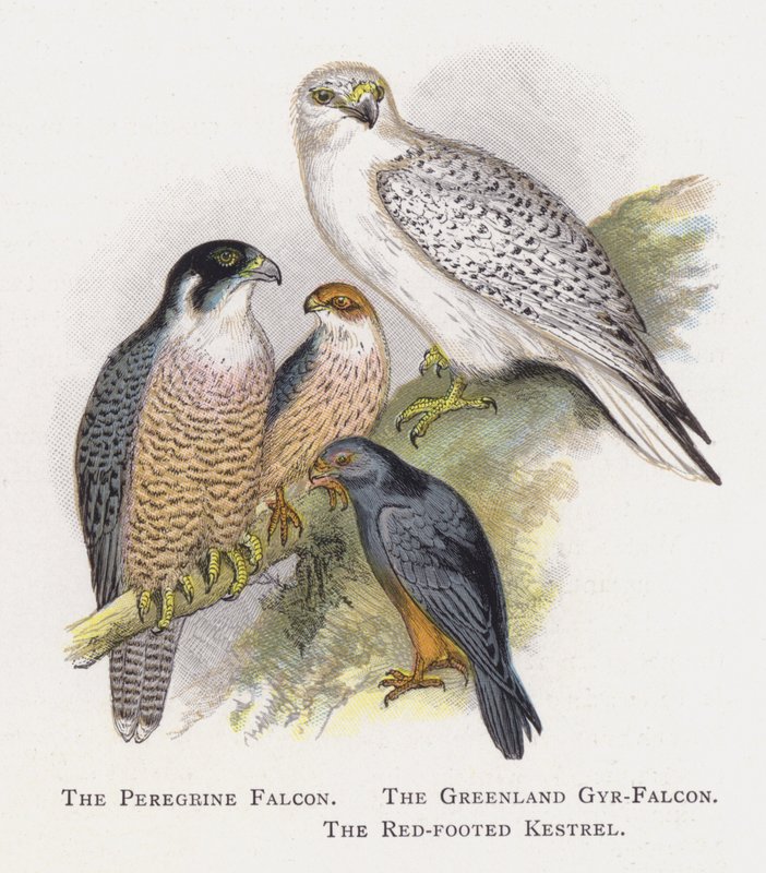 The Peregrine Falcon و The Greenland Gyr-Falcon و The Red-foot Kestrel بواسطة ألكسندر فرانسيس ليدون