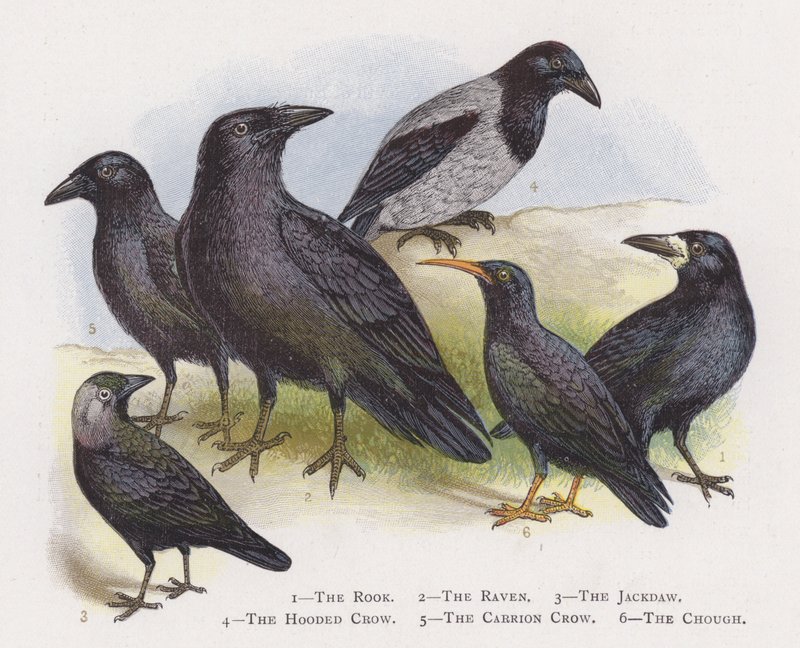 The Rook ، The Raven ، The Jackdaw ، The Hooded Crow ، The Carrion Crow ، The Chough بواسطة ألكسندر فرانسيس ليدون