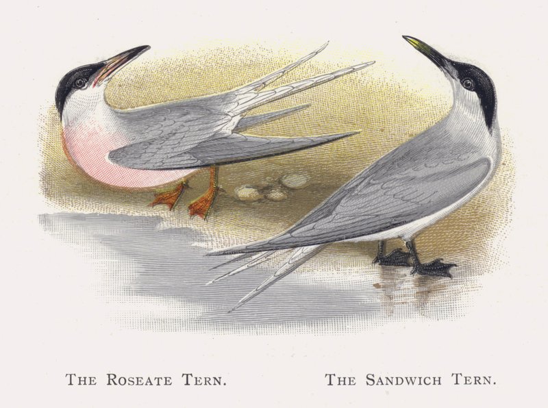 The Roseate Tern ، ذا ساندويتش تيرن بواسطة ألكسندر فرانسيس ليدون