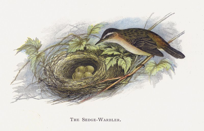 The Sedge-Warbler بواسطة ألكسندر فرانسيس ليدون