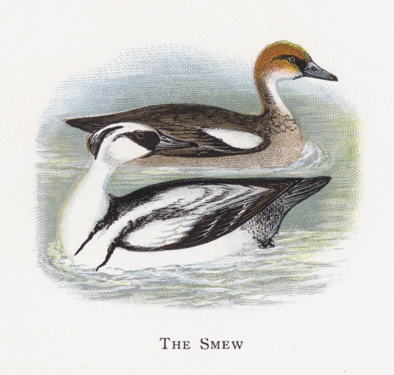 Smew بواسطة ألكسندر فرانسيس ليدون