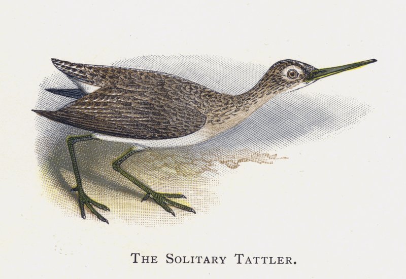 The Tattler الانفرادي بواسطة ألكسندر فرانسيس ليدون