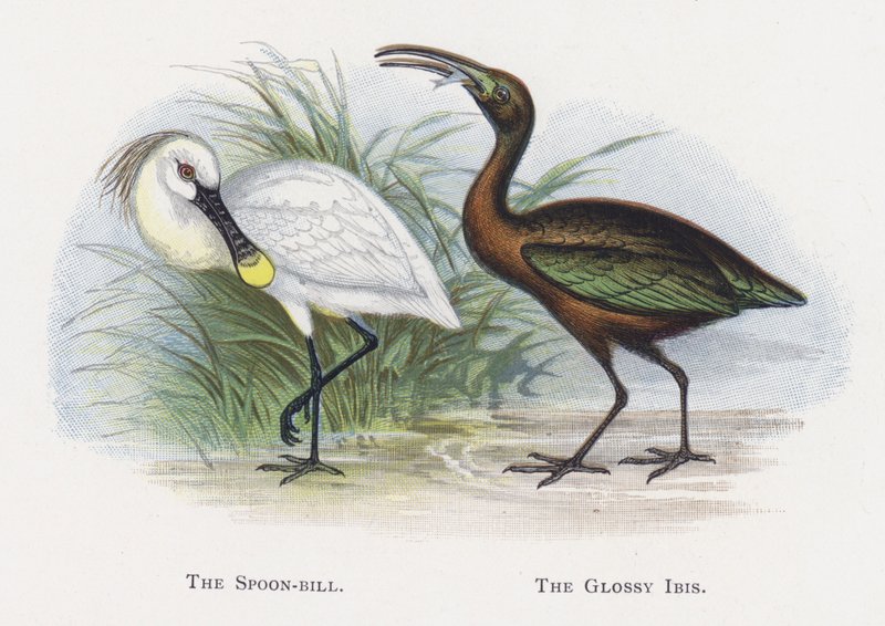 فاتورة الملعقة ، The Glossy Ibis بواسطة ألكسندر فرانسيس ليدون