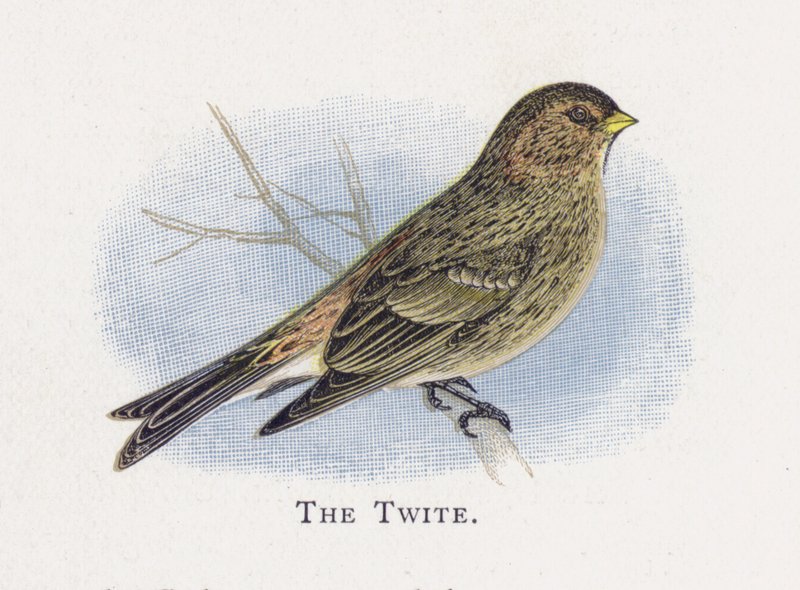 Twite بواسطة ألكسندر فرانسيس ليدون