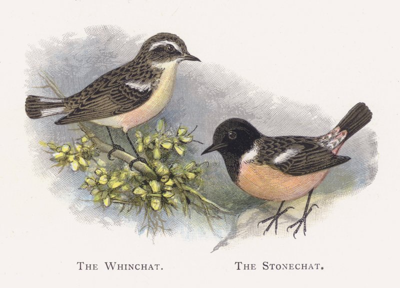 The Whinchat ، The Stonechat بواسطة ألكسندر فرانسيس ليدون