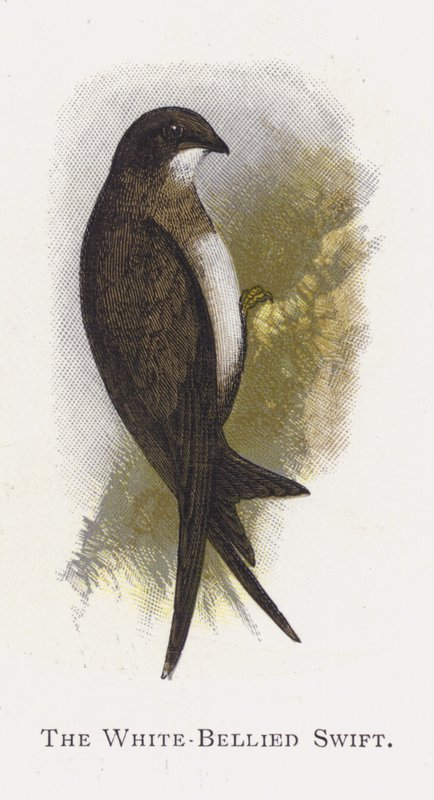 The White-Bellied Swift بواسطة ألكسندر فرانسيس ليدون