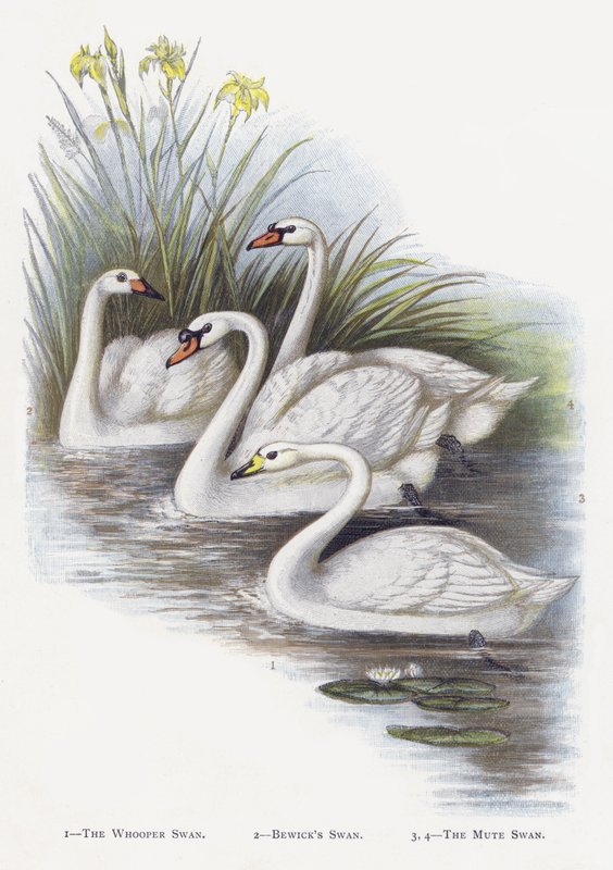 The Whooper Swan و Bewicks Swan و The Mute Swan بواسطة ألكسندر فرانسيس ليدون