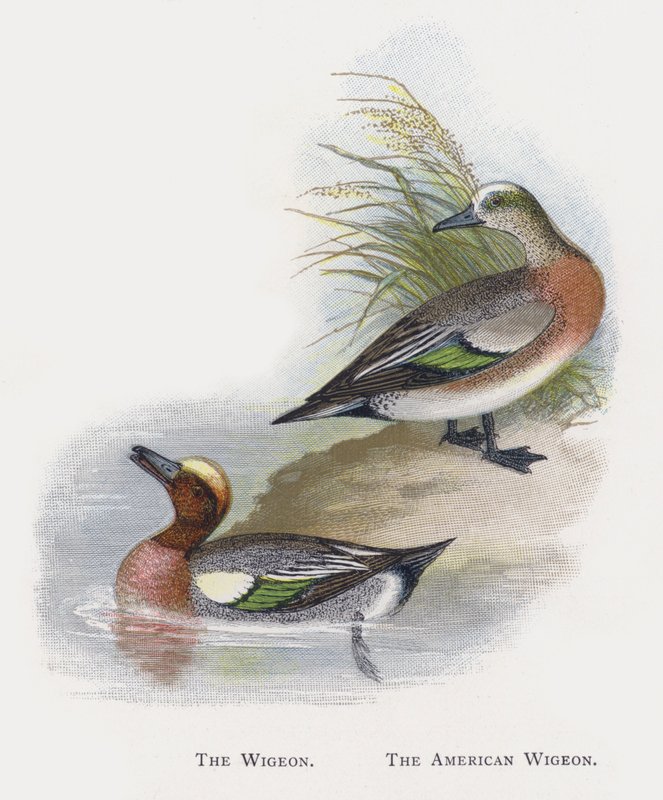 Wigeon ، The Wigeon الأمريكية بواسطة ألكسندر فرانسيس ليدون