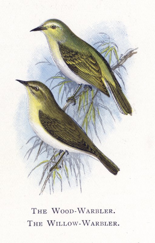 The Wood-Warbler ، The Willow-Warbler بواسطة ألكسندر فرانسيس ليدون