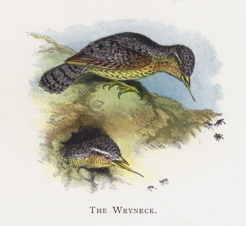 Wryneck بواسطة ألكسندر فرانسيس ليدون