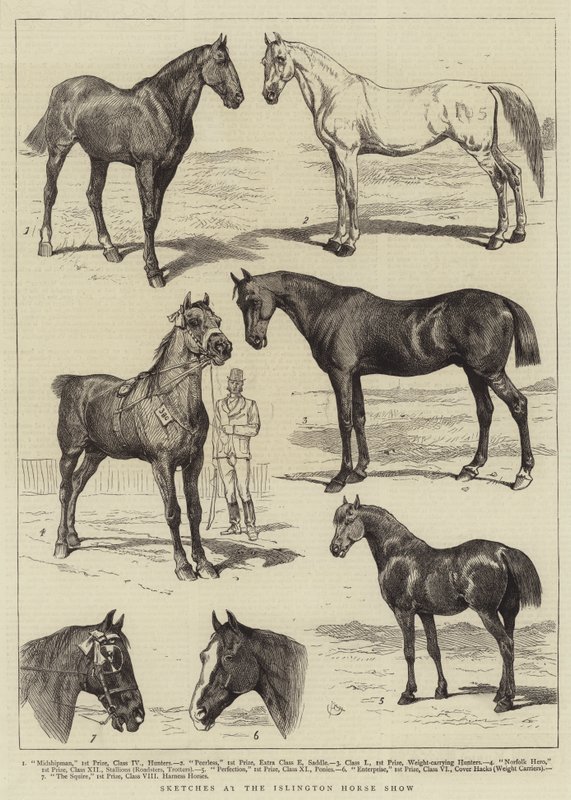 اسكتشات في عرض Islington Horse بواسطة ألفريد تشانتري كوربولد