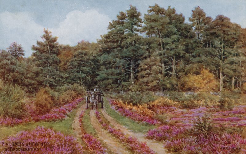 أشجار الصنوبر والخلنج قرب Brockenhurst بواسطة ألفريد روبرت كوينتون