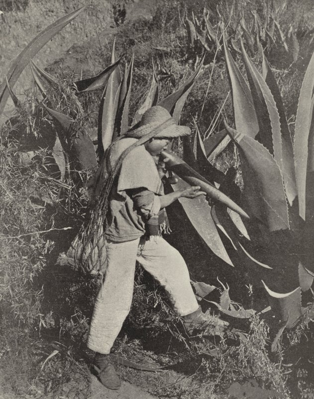 جامع Pulque المكسيكي (صورة بالأبيض والأسود) بواسطة المصور الأمريكي (بعد)