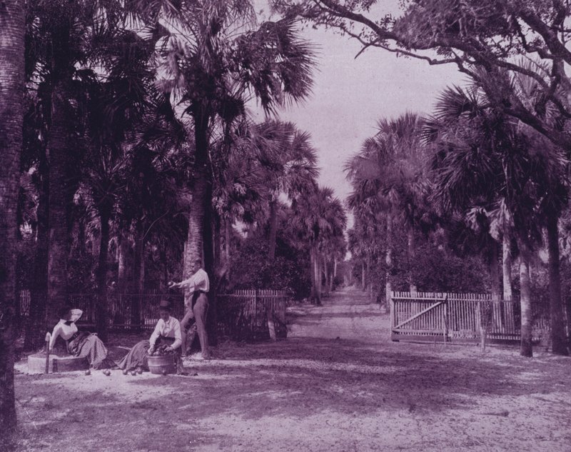 A Palmetto Glade بالقرب من Palatka ، فلوريدا (b / w photo) بواسطة المصور الأمريكي (بعد)