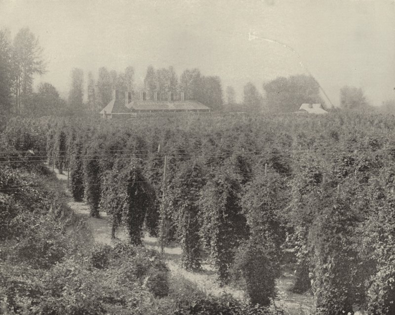A Washington Hop Yard (صورة b / w) بواسطة المصور الأمريكي (بعد)