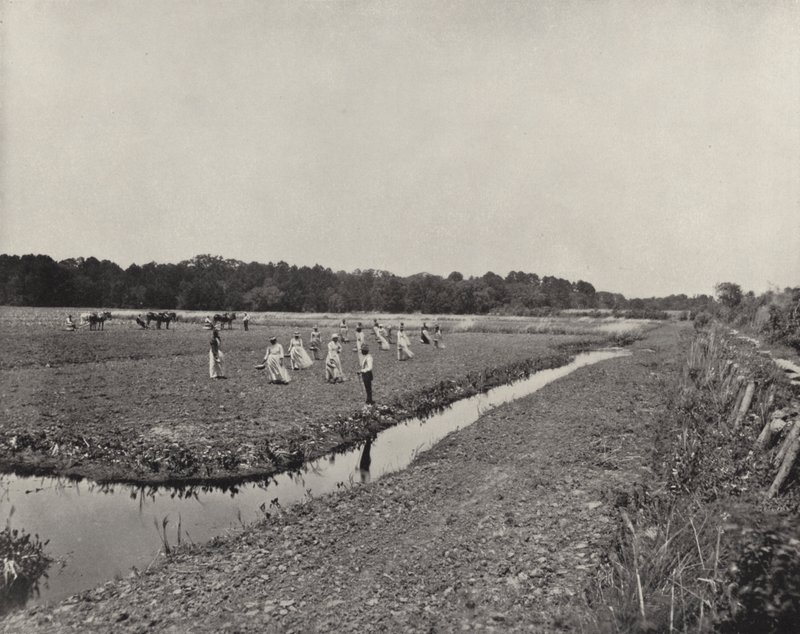 زراعة الأرز في ولاية كارولينا الشمالية (صورة b / w) بواسطة المصور الأمريكي (بعد)