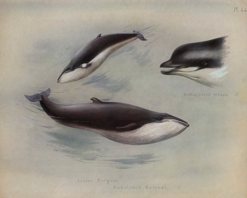 Rorqual أقل ، Rudolphis Rorqual ، حوت زجاجة الأنف بواسطة أرشيبالد ثوربورن