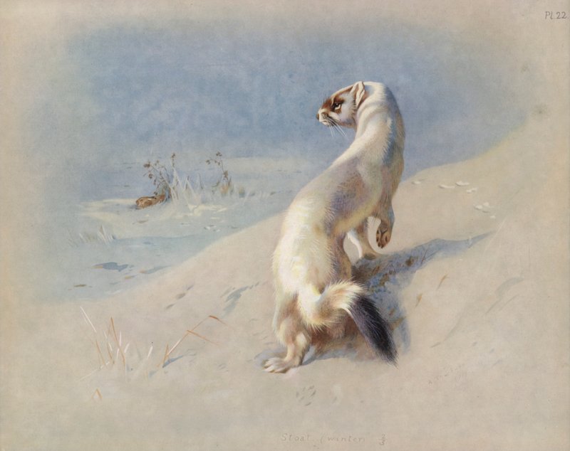 Stoat (شتاء) بواسطة أرشيبالد ثوربورن